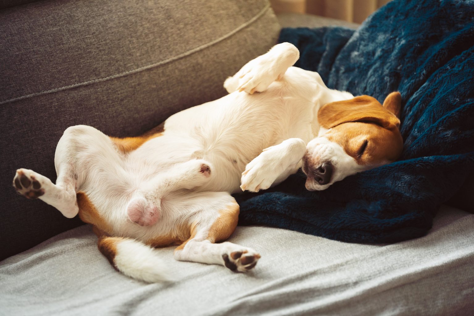 Why Do Dogs Sleep Upside Down? Pet Village